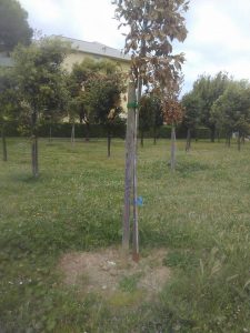 Verde Pubblico: nuovi alberi piantumati sono già morti