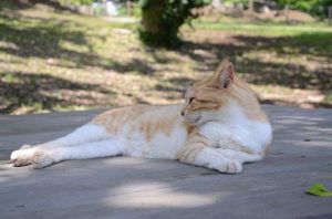 Colonie feline, gli ospiti bisognosi di cure potranno contare su una struttura per la degenza. Domani l'inaugurazione