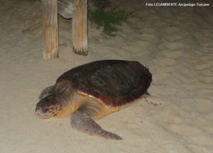 nido di tartarughe marine a Rosignano
