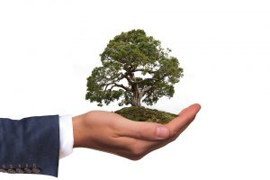 albero piantumazione ambiente