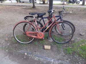 LivornoPress biciclette legate ad un albero Biciclette legate ad un albero