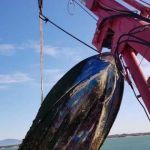 LivornoPress - Calambrone recuperato relitto che rappresentava un pericolo per la navigazione