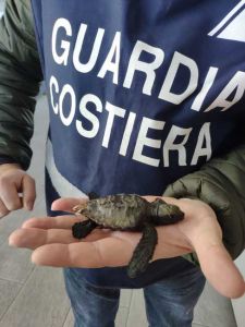 Castagneto Carducci, salvato piccolo esemplare di tartaruga marina