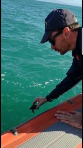 Castagneto Carducci, salvato piccolo esemplare di tartaruga marina