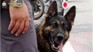 guardia di finanza 117 cane anti droga