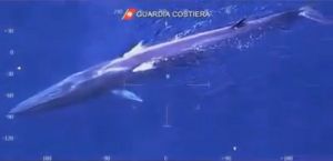 Balena_nuota_al_largo_ dell'isola_d'Elba_video_dell'elicottero_ della_Guardia_Costiera
