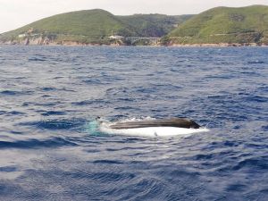 Calignaia, barca rovesciata