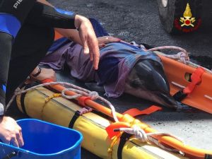 Mamma delfino spiaggiata e piccolo in difficoltà. L'inutile corsa per il salvataggio