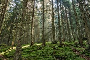 alberi bosco