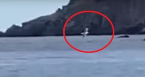 foca monaca isola di capraia