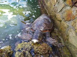 tartaruga morta a livorno