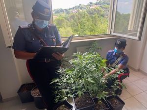 Carabinieri arrestano due coltivatori di marijuana