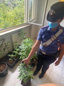 Carabinieri arrestano due coltivatori di marijuana