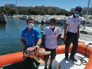 Dopo le cure torna in mare la tartaruga Nanuk