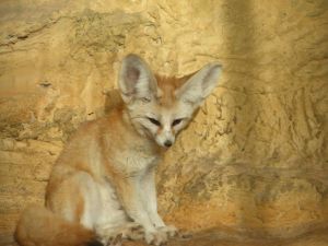 fennec-Vulpes-zerda-volpe-del-deserto