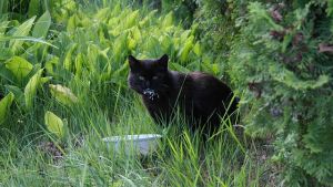 gatto, giardino ciotola