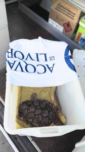 Cecina, Nanà, la tartaruga curata all’Acquario di Livorno è tornata in mare