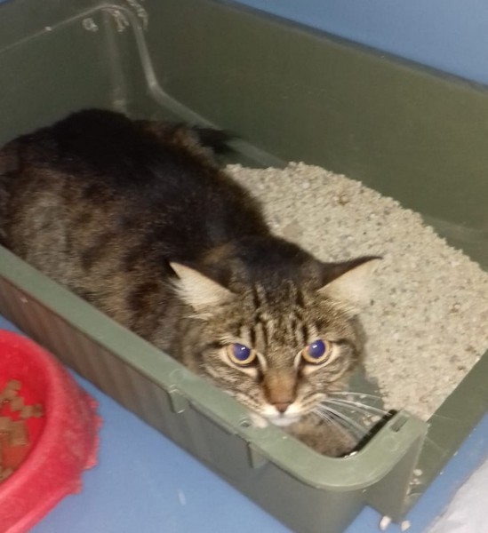 Ritrovata gatta ferita, la Tutela Animali cerca proprietario o qualcuno disposto a prendersene cura
