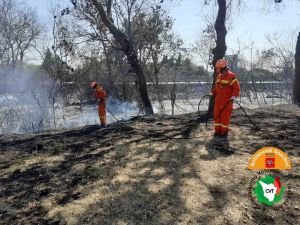 Rosignano, incendiato un ettaro di macchia mediterranea lungo l'Aurelia