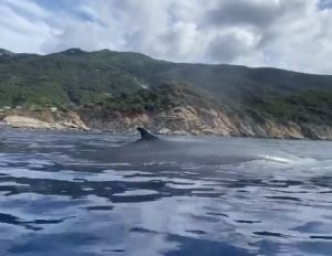 Isola d'Elba, in gommone con la balena accanto