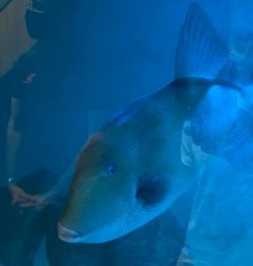 pesce balestra acquario piombino