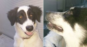 Ritrovati due cuccioli. Cercano il proprietario o una nuova casa