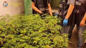 blitz della GdF in un mega vivaio di marijuana. Lo stupefacente svrebbe fruttato oltre 2 milioni di euro