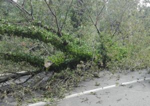 valle benedetta livorno albero caduto