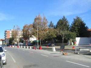 Lipu continuano a tagliare alberi in città