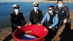 Tre Ponti la tartaruga marina Erica Cegia torna in mare