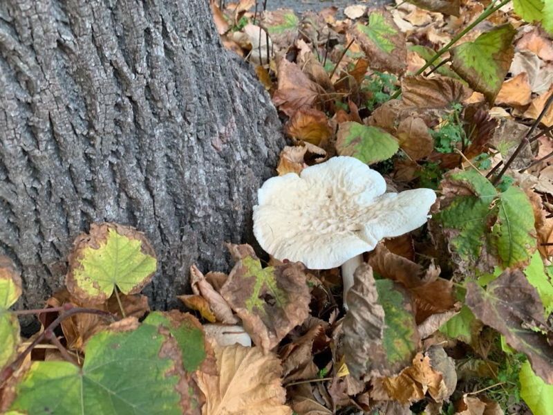 Una passeggiata nel bosco No, è viale Mameli 