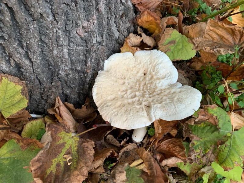 Una passeggiata nel bosco No, è viale Mameli 