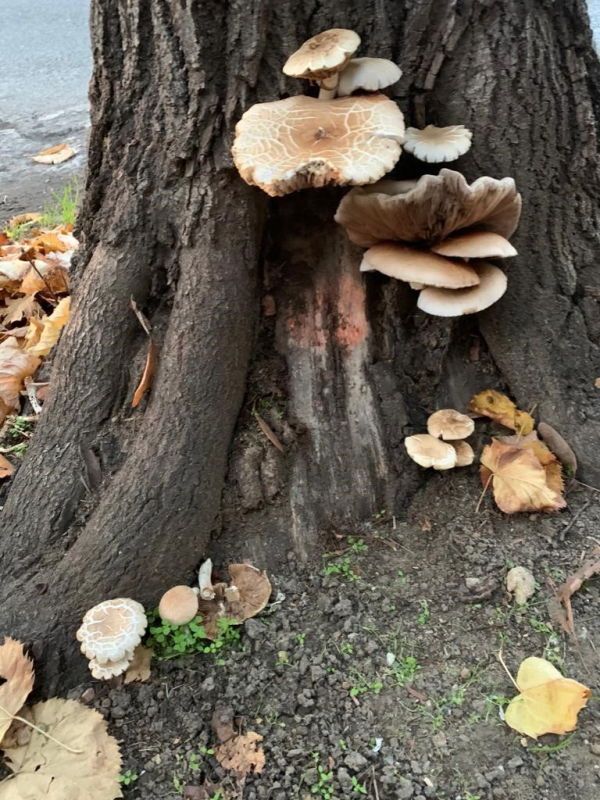 Una passeggiata nel bosco No, è viale Mameli 