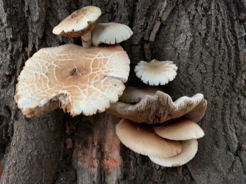 Una passeggiata nel bosco No, è viale Mameli 