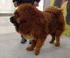 Cani, Il Mastino tibetano