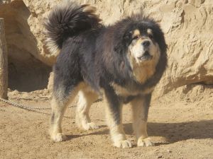 Cani, Il Mastino tibetano