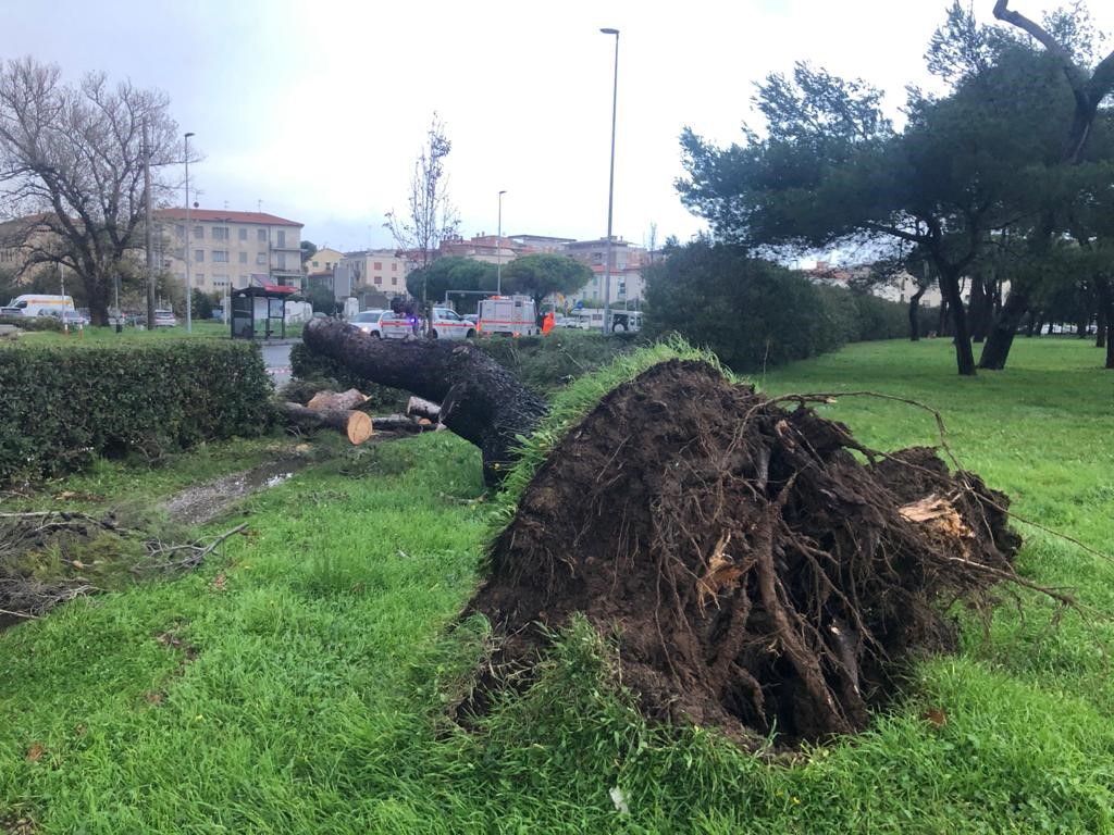 Maltempo Livorno, pino crolla sulla strada in viale della Libertà