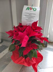 Ospedale, ecco le Stelle di Natale donate dall’Associazione Volontari Ospedalieri