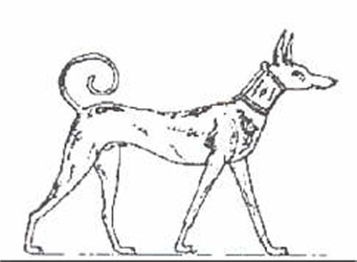 Pharaon hound, il cane dei faraoni