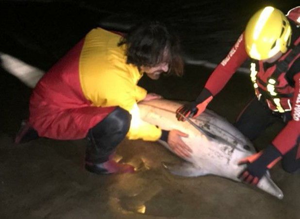 Piombino, i vigili del fuoco salvano un delfino