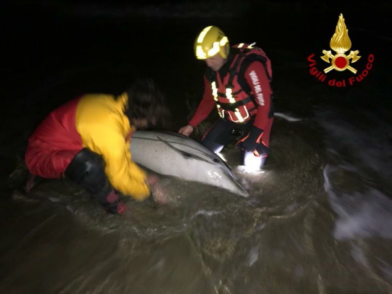 Piombino, i vigili del fuoco salvano un delfino