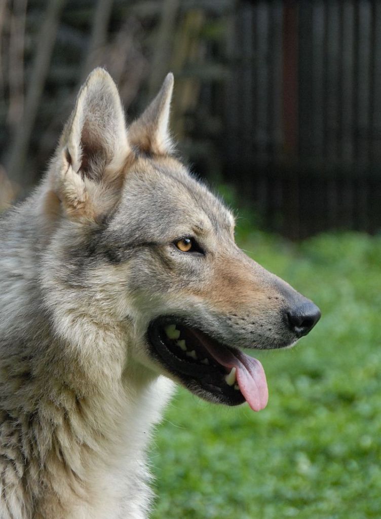 Il cane da lupo cecoslovacco