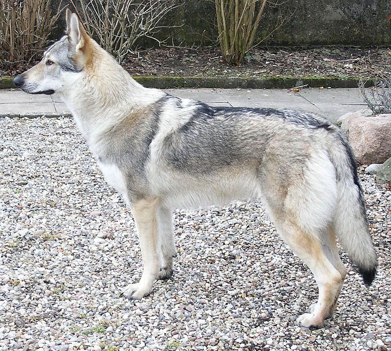 Il cane da lupo cecoslovacco