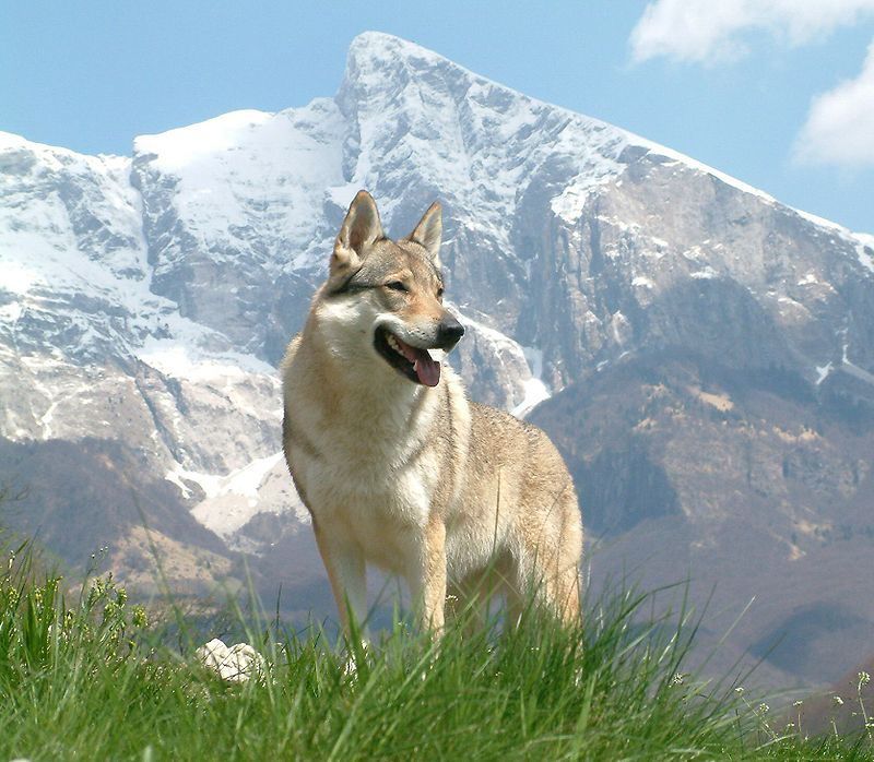 Il cane da lupo cecoslovacco