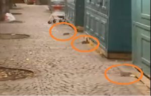 ratti in piazza garibaldi