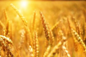 grano-agricoltura