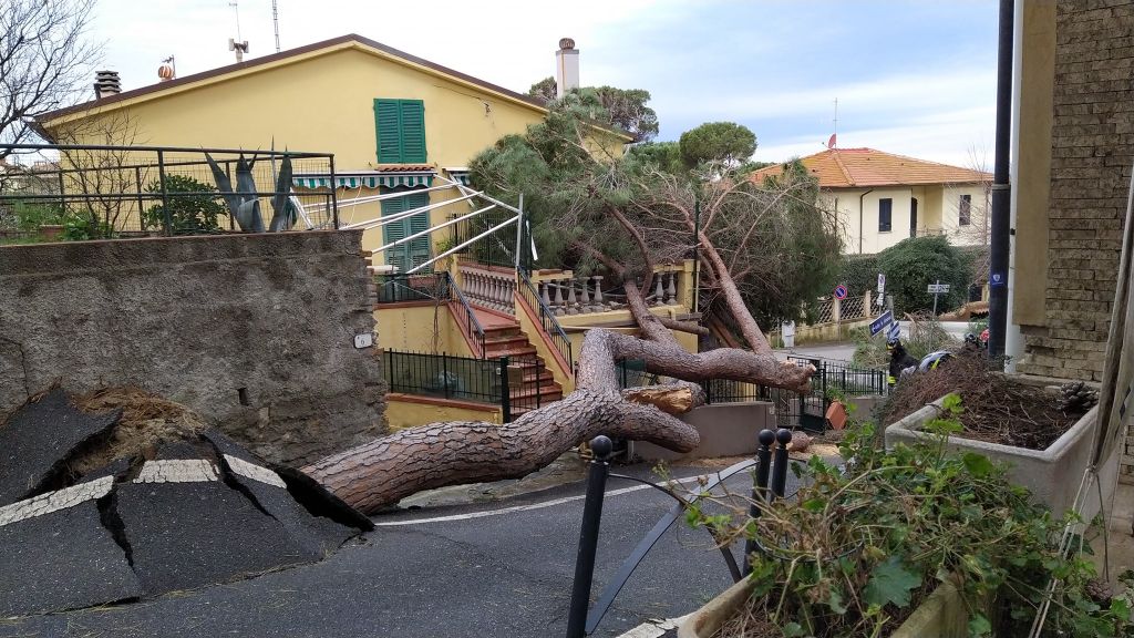 Castiglioncello albero caduto in via Torino