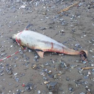 Rinvenuto delfino morto su una spiaggia lungo il viale di Antignano