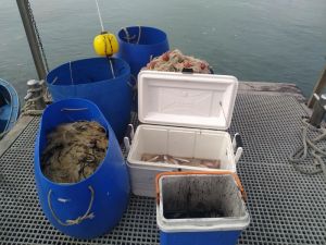 Sequestrati 800 metri di reti a pescatori non in regola