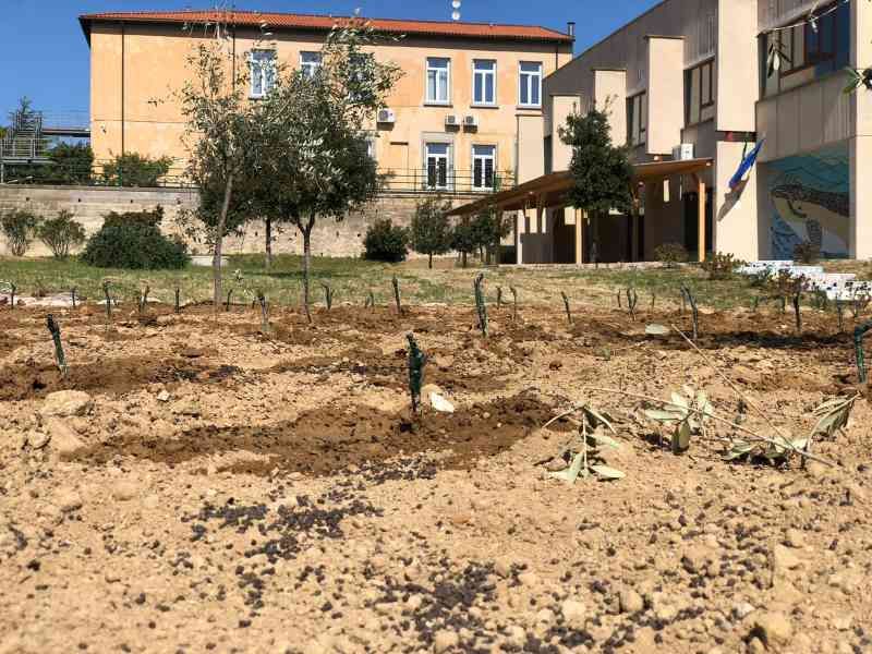 Elba nasce la vigna didattica, a scuola si insegnano le tradizioni